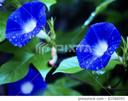 牽牛花牽牛花 牽牛花牽牛花 81566091