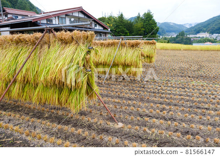 曬乾的收穫後水稻日本 曬乾的收穫後水稻日本 81566147