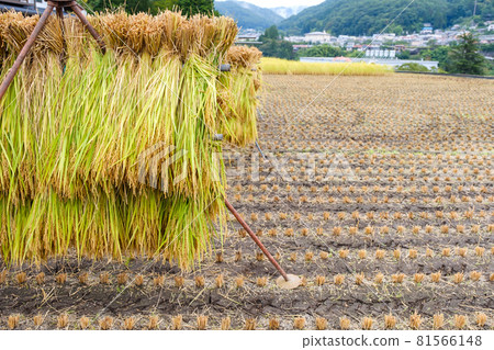 Sun-dried post-harvest rice rice Japan 81566148