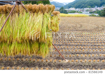 Sun-dried post-harvest rice rice Japan Sun-dried post-harvest rice rice Japan 81566149