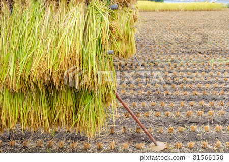 Sun-dried post-harvest rice rice Japan 81566150