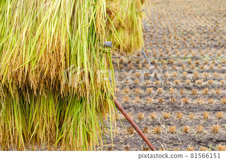 Sun-dried post-harvest rice rice Japan 81566151