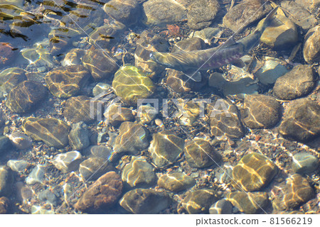 Salmon swimming in the Ushiwatari River 81566219