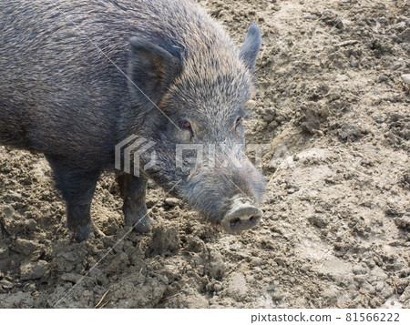 Portrait of a female adult wild boar (wild swine) 81566222