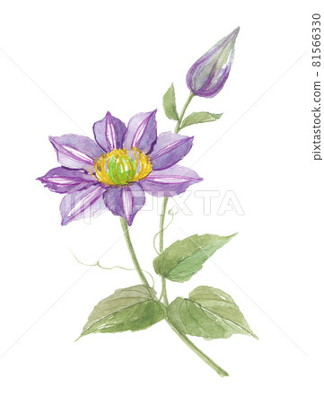 鐵線蓮 Tetsusen Tessen 鐵線蓮 Tetsusen Tessen 81566330