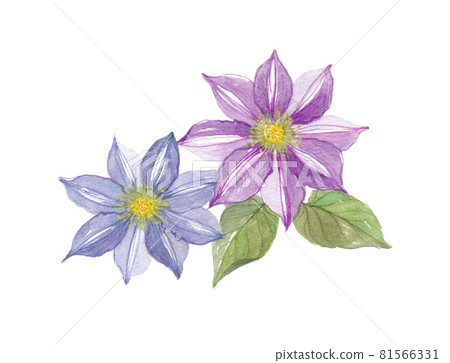 Clematis Tetsusen Tessen 81566331