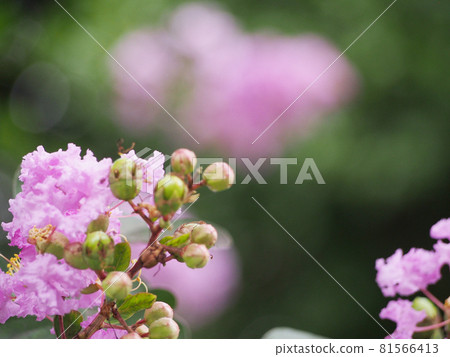 縐桃金孃粉紅色的花朵 81566413