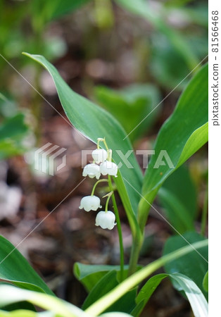 安靜而美麗的鈴蘭 Ver1 81566468