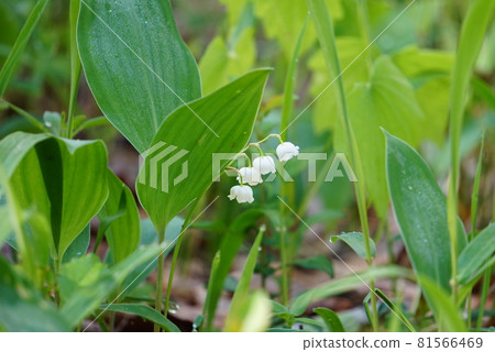 安靜而美麗的鈴蘭Ver2 81566469