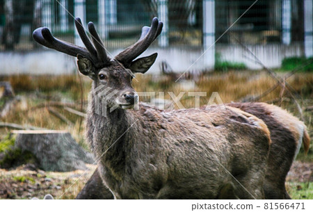 A brown deer with small antlers looks at the camera in a meadow 81566471