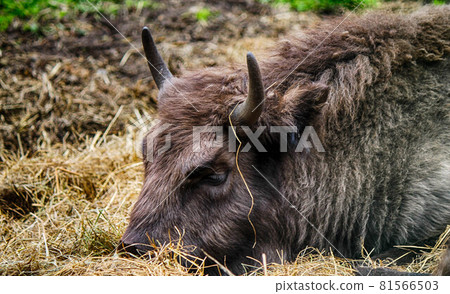 The head of an adult bison with closed eyes lies on a yellow hay The head of an adult bison with closed eyes lies on a yellow hay 81566503
