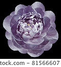 purple peony flower isolated on the black  background. Closeup.  Nature. 81566607