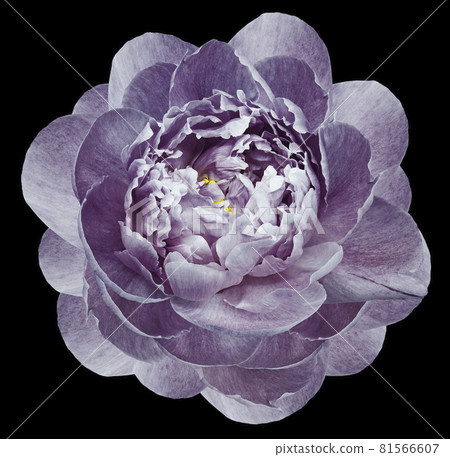 purple peony flower isolated on the black background. Closeup. Nature. purple peony flower isolated on the black background. Closeup. Nature. 81566607