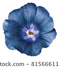 mallow terry. blue  flower  isolated white background. For design. Close-up. Nature. 81566611