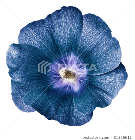 mallow terry. blue  flower  isolated white background. For design. Close-up. Nature. 81566611