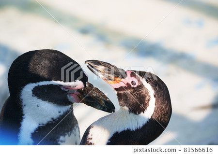 "Humboldt Penguins" Wakkari Umu Noshappu Aquarium Wakkanai City, Hokkaido 81566616