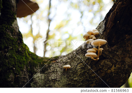 autumn forest , close-up small mushroom 81566963