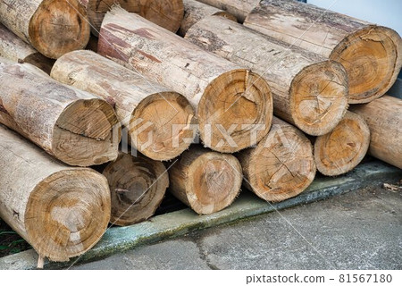 Drying peeled logs Drying peeled logs 81567180