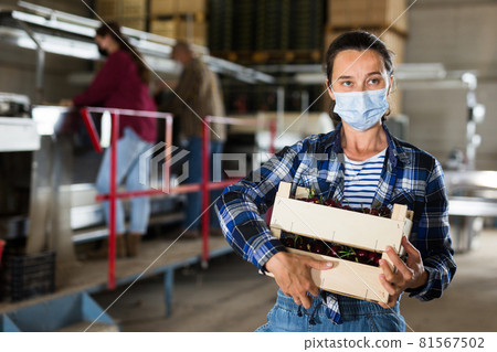 Woman in protective mask carrying crate with sweet cherries at farm warehouse Woman in protective mask carrying crate with sweet cherries at farm warehouse 81567502