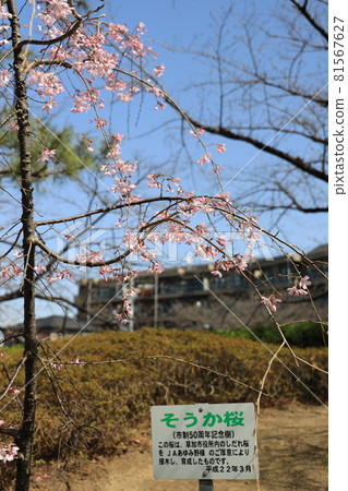 Soka cherry blossoms blooming in a row of pine trees in Soka City, Saitama Prefecture 81567627