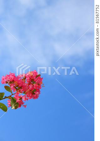 Blue sky with crape myrtle flowers and clouds Blue sky with crape myrtle flowers and clouds 81567752