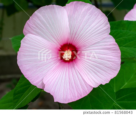 Hibiscus (Malvaceae, Hibiscus moscheutos, Hibiscus trionum) marsh pink, beautiful flower with deep pink center and delicate pink leaves. varieties Gentle nature, Kopper King, Summer Storm, Pink Candy Hibiscus (Malvaceae, Hibiscus moscheutos, Hibiscus trionum) marsh pink, beautiful flower with deep pink center and delicate pink leaves. varieties Gentle nature, Kopper King, Summer Storm, Pink Candy 81568043