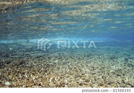 沖繩、前田岬和淺水區的一群針魚。1 沖繩、前田岬和淺水區的一群針魚。1 81568193