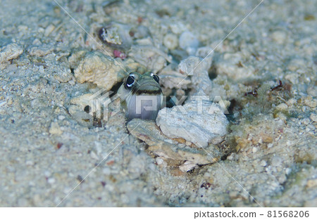 Cape Maeda, Okinawa Ring Eye Jawfish. 2 81568206