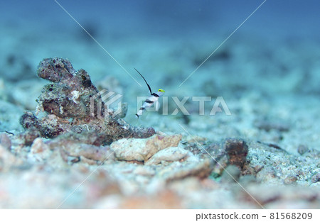 沖繩、恩納村、萬座、Longfin Yellowtail.1 81568209