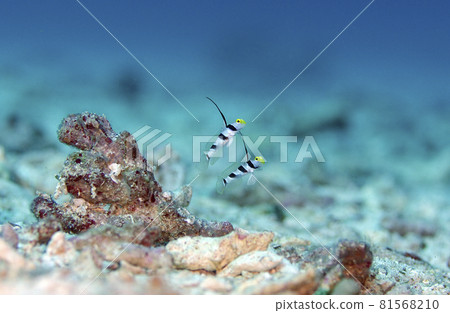 沖繩、恩納村、萬座、Longfin Yellowtail.2 81568210