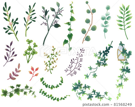Watercolor analog botanical plant set (white background) 81568249