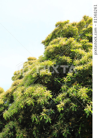 Lithocarpus edulis in full bloom 81568261