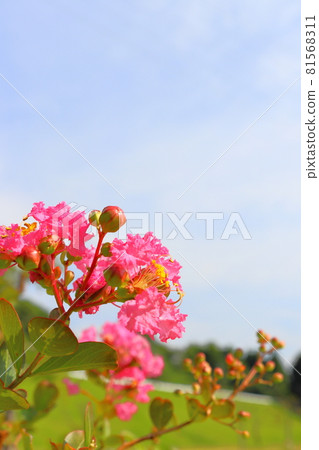 與紫薇花和雲彩的藍天 81568311