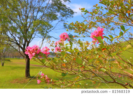 Flower of crape mybs Flower of crape mybs 81568319