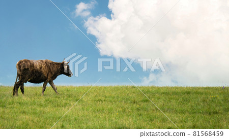 Cow on green grass meadow with a cloudy sky Cow on green grass meadow with a cloudy sky 81568459