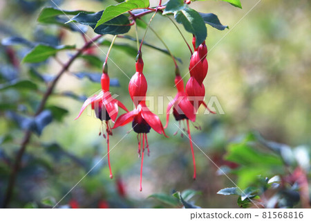 吊鐘花 金鐘花 燈籠花 吊燈 紫紅色 燈籠海膽 墜金鈴 吊鐘海盆 81568816