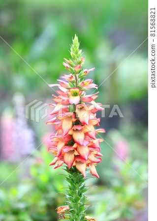 橙色洋地黃花 81568821