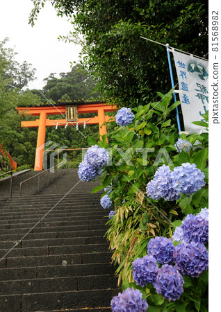 Kumano Nachi Taisha Shrine (Torii and Hydrangea) [Nachikatsuura Town, Wakayama Prefecture] 81568982