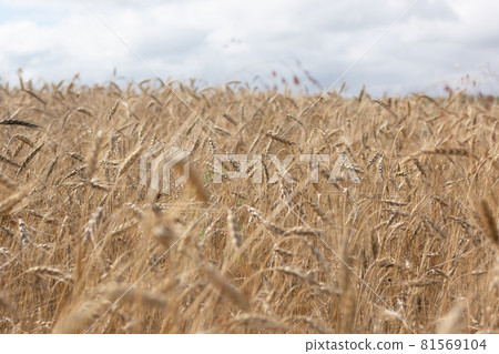 Wheat field. Ears of golden wheat close up. 81569104