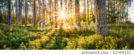 Panoramic view of pine forest in the morning Panoramic view of pine forest in the morning 81569132