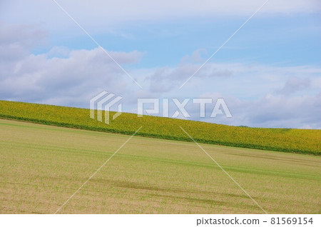 Biei-cho, Hokkaido Agricultural land after harvest 81569154