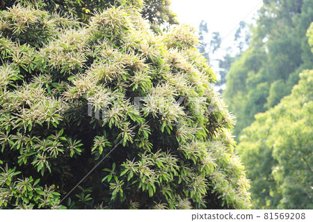 Castanopsis in full bloom 81569208