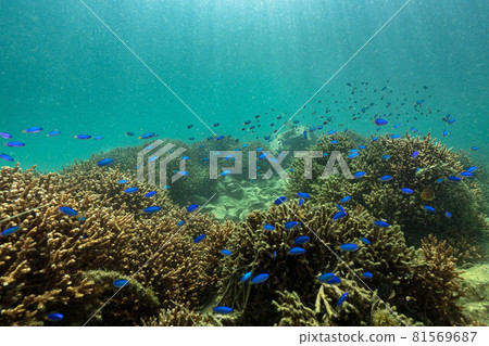 Pomacentridae 在珊瑚礁中游泳 81569687