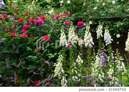 Nanatsudo Park 2021-5-16 # 31 81569758