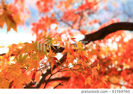 秋天的樹葉和樹木 秋天的樹葉和樹木 81569760