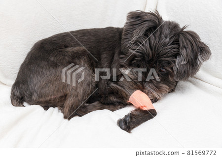 A dog with a bandage on his paw A dog with a bandage on his paw 81569772