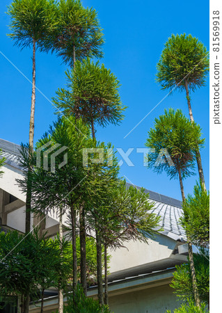 Kitayama cedar of garden tree 81569918