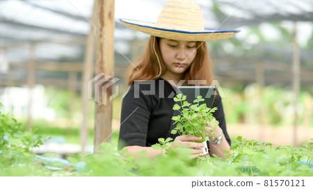 A woman in a hat holding a tablet taking pictures of vegetables in hand in the organic garden. 81570121