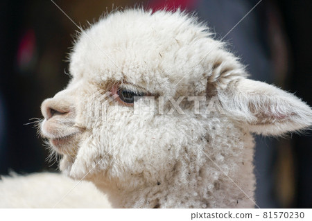 羊駝的孩子 81570230