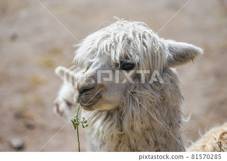 羊駝 81570285